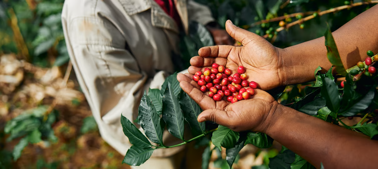 AU - Coffeeberriessustainability
