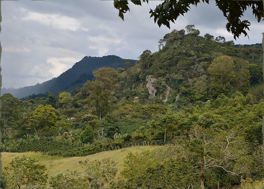 AU-honduras-coffee-landscape